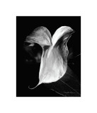 Anthurium