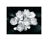 Camellia Bloom