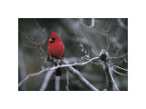 Cardinal