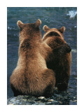 Two Bear Cubs