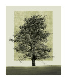 Nature's Shapes II