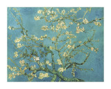 Almond Branches in Bloom  San Remy  c1890
