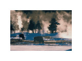 American Bison  Wyoming
