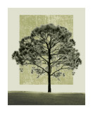 Nature's Shapes I