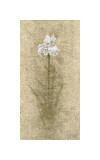 Iris I