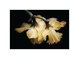 Sunning Daffodils