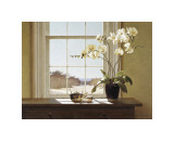 Orchids with Teapots