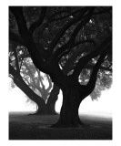 Three Oaks in Fog  Manresa Retreat  Louisiana