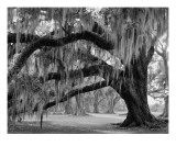 Oak and Moss  Evergreen Plantation  Louisiana