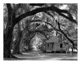 Evergreen Plantation Oaks and Cabins