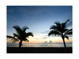 Two Palms
