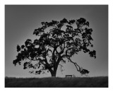Oak and Bench  California