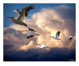Angels in Flight