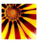Gazania Tiger Stripe Mixed Colour Explosion