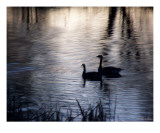 The Stillness