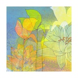 Water Lily Shadows