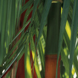 Bamboos  Costa Rica