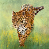Kalina  le Jaguar
