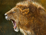 Le Fils de Notch  Maasai Mara