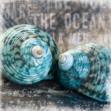 Blue Ocean Shells