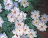 Clematis