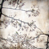 Cherry Blossom Tree VI