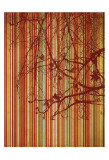 Amber Stripe