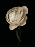 Peony I