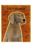 Weimaraner