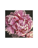 Peony I