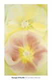 Pink and Yellow Hollyhocks  c1952