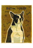 Boston Terrier