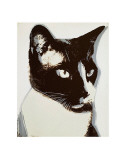 Cat  c1976