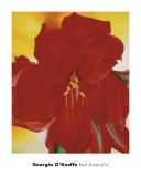 Red Amaryllis  c1937