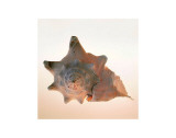 Conch