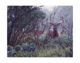 Lone Star Whitetail