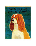 Cavalier King Charles (blenheim)
