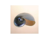 Polished Nautilus