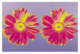 Daisy  c1982 (Double Pink)
