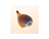 Fig Shell