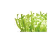 Green Bloom I