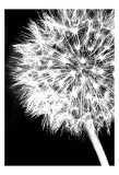 Dandelion Crop
