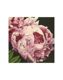 Peony II