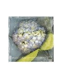 Antique Bloom