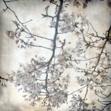 Cherry Blossom Tree V