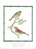 Ornitologica I