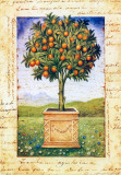 Fruti Mediterranei I