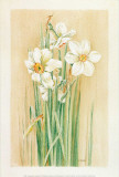 Jonquilles II