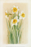 Jonquilles III