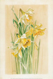 Jonquilles I